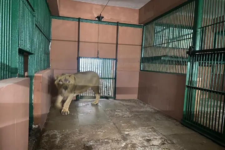 Lion in SGNP quarantine