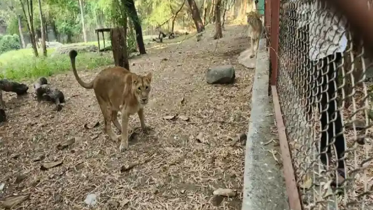 Mumbai's Sanjay Gandhi National Park gets two new lions