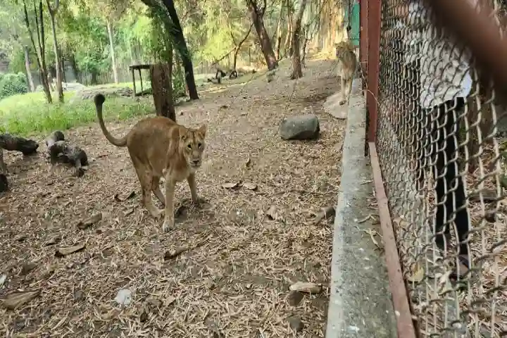 Mumbai’s Sanjay Gandhi National Park gets two new lions