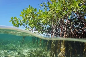 PM Modi, G20 leaders focus on mangrove forests in Bali to fight climate change