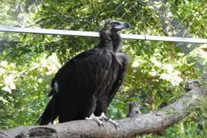 Vulture stranded in Tamil Nadu shifted to Rajasthan for rehab