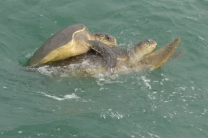 Hundreds of Olive Ridley turtles arrive for mating off Odisha coast