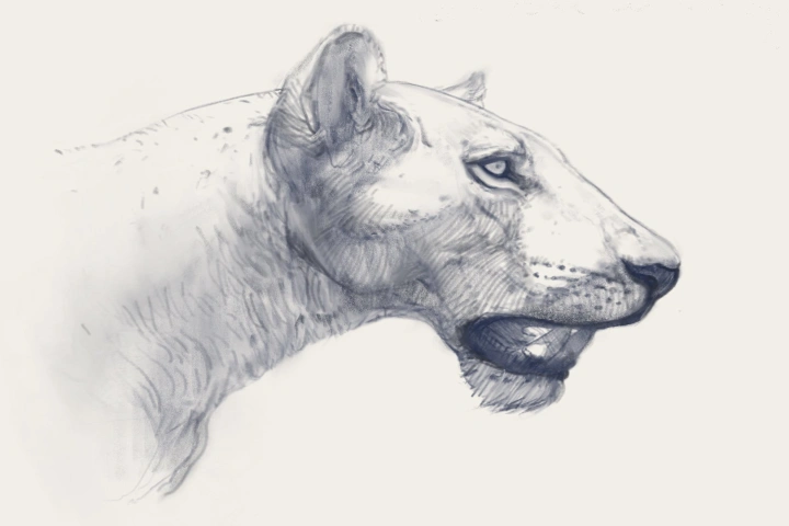 Tooth found in Mississippi river sheds light on extinct American lions