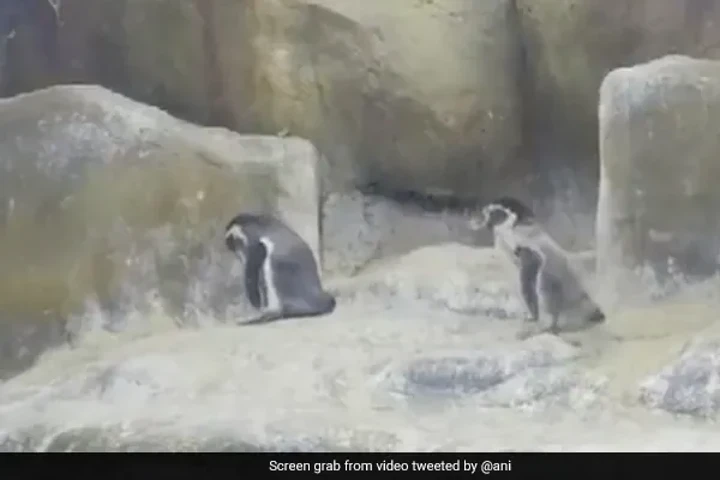 Video: Three newborn penguins at Mumbai Zoo