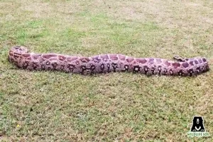 7-foot python caught from Agra Golf Course behind Taj Mahal