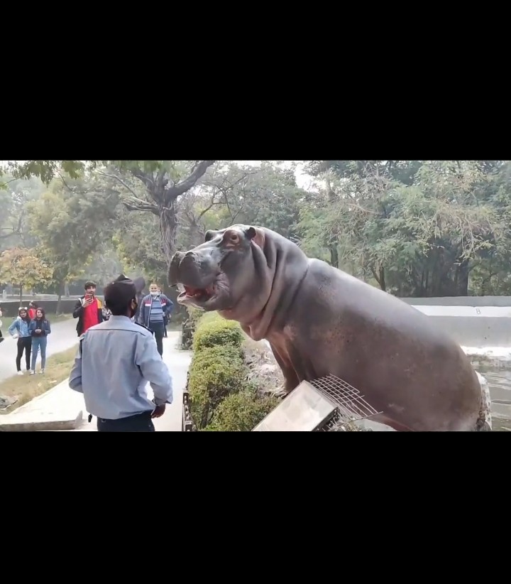 Watch: Brave guard forces hippo to retreat as zoo visitors face danger