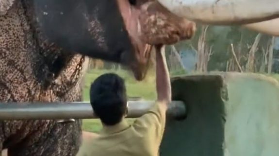 Watch: Elephants having a hearty breakfast at Tamil Nadu’s Mudumalai Reserve