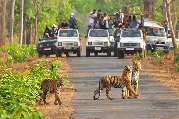 Visitors flock to Odisha’s Similipal National Park as it reopens after 4 months
