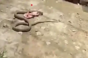 Caught on Camera: Huge snake steals woman’s slipper and swiftly slithers away