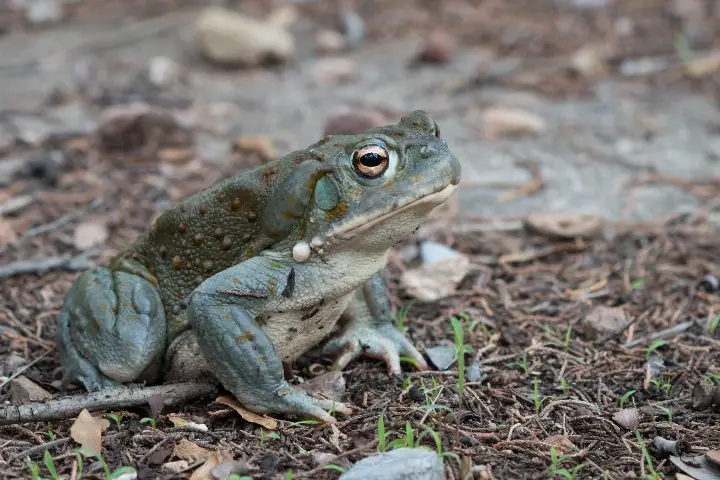 US National Park warns visitors against poisonous toads