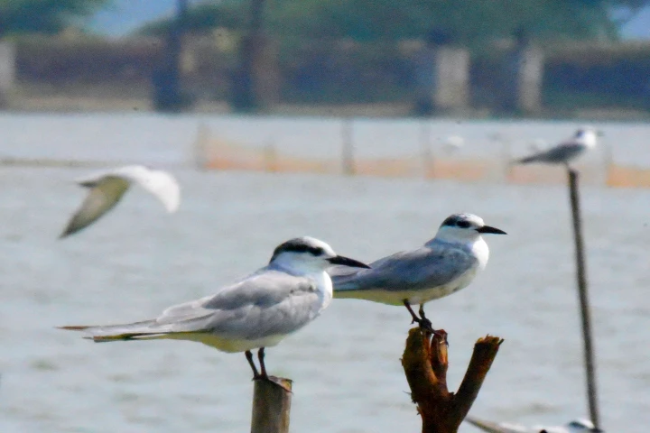 Tern seabirds at Pulicat Lake Bird Sanctuary
