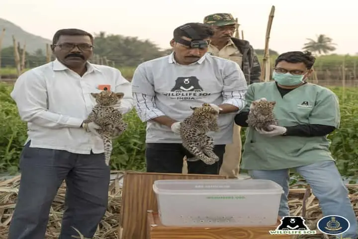 3 leopard cubs in safe box