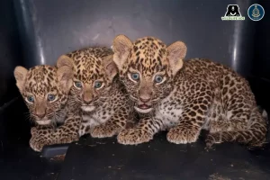 Maharashtra villagers reunite 3 leopard cubs with mother