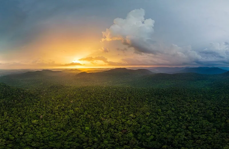 Cambodia forest