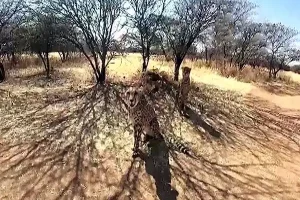 Two cheetahs released in bigger enclosure at Kuno, PM Modi tweets video