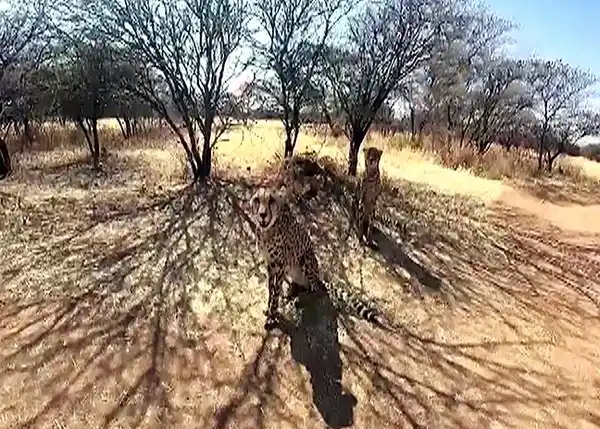 After Namibia, more cheetahs coming from South Africa
