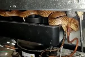 Video: Cobra caught from fridge at house in Karnataka’s Tumakuru