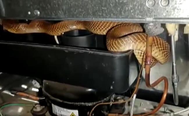 Video: Cobra caught from fridge at house in Karnataka’s Tumakuru
