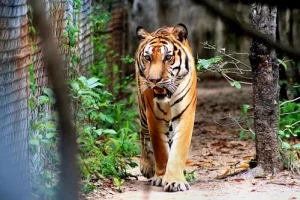 After restoring Angkor Wat, India now bringing back tigers to Cambodia