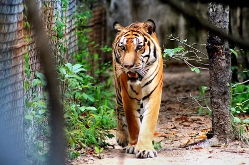 India’s tiger population has more than doubled in 12 years, now 70% of world’s total