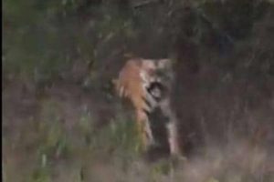 Video: Angry tiger charges at tourists on open safari