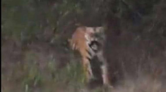Video: Angry tiger charges at tourists on open safari