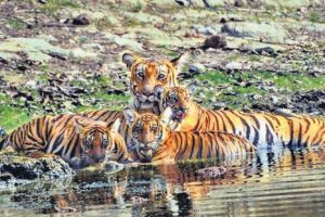 Forest officials trace 3 cubs of tigress that died in Karnataka’s Nagarhole reserve