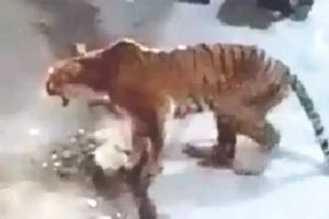 Tigress shot dead in market at Uttarakhand’s Almora district, video goes viral 