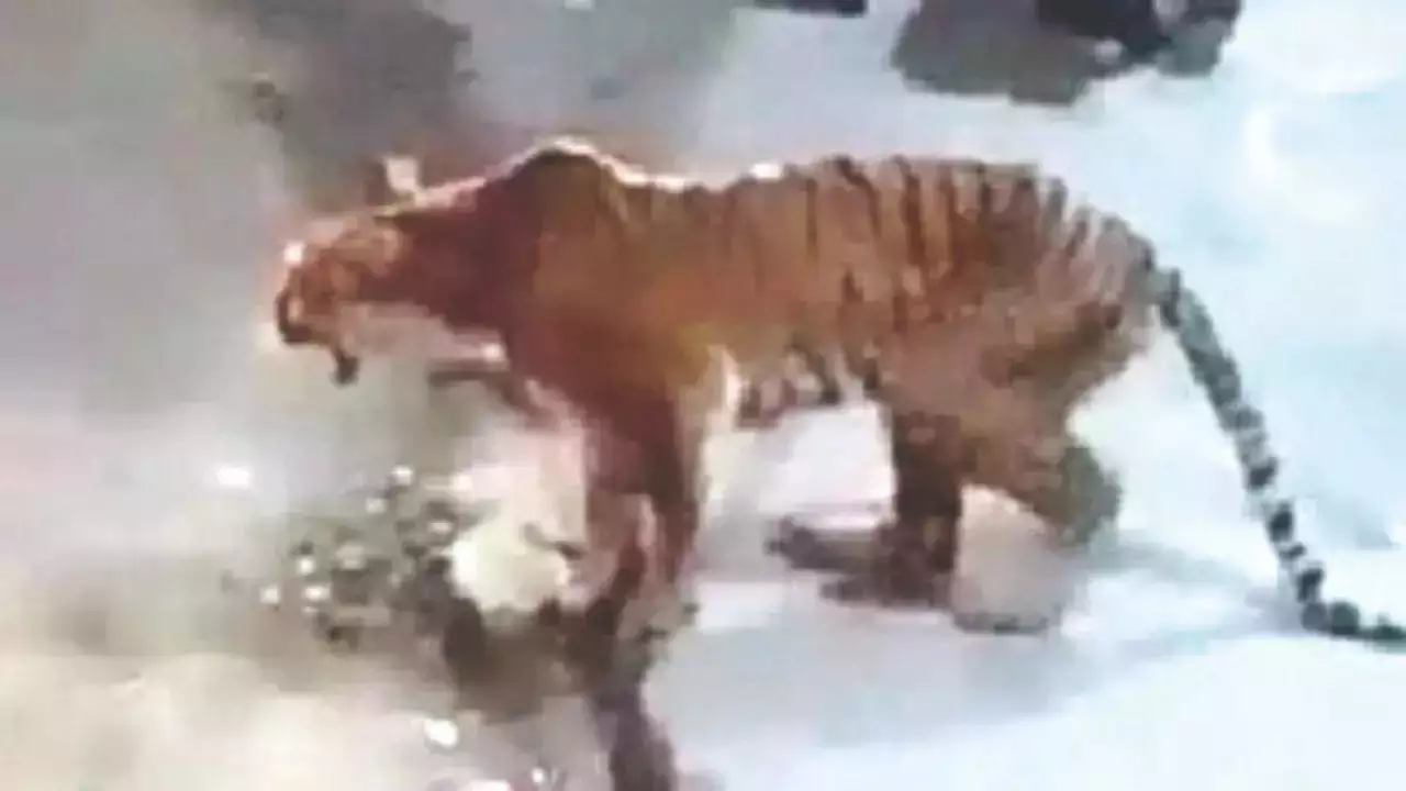 Tigress shot dead in market at Uttarakhand’s Almora district, video goes viral 