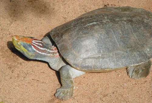 India’s Operation Turtshield to conserve tortoises lauded on global stage