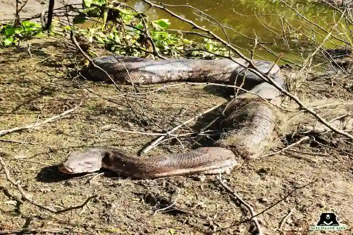 11 feet log python