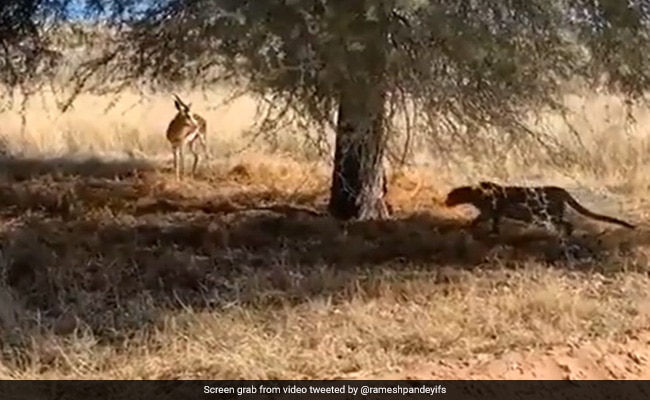 Watch: Rare sight of stealthy leopard hunting down deer in the wild