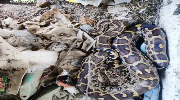 4 huge pythons rescued from Mathura and Agra