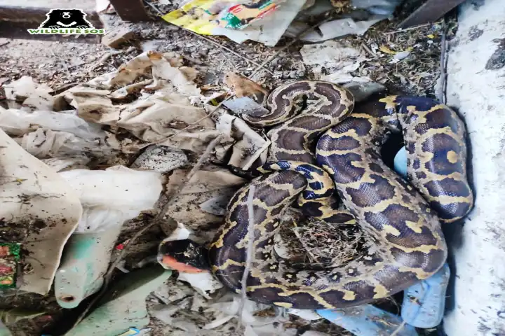 4 huge pythons rescued from Mathura and Agra