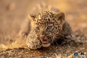 Maharashtra villagers reunite 45-day-old leopard cub with mother 