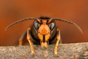 Killer Asian hornets plaguing Europe and UK came from single Queen wasp, shows new study