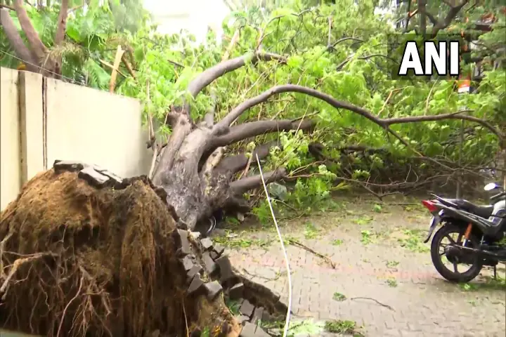 Cyclone Mandous brings heavy rain & uproots trees, Chennai streets flooded