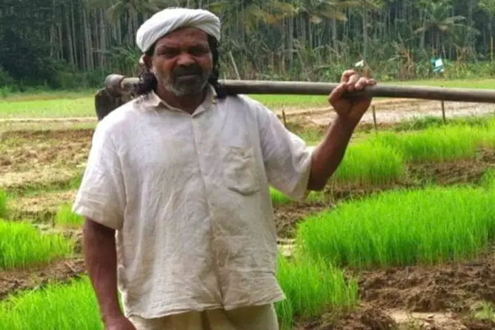 Kerala’s tribal farmer saves 54 local rice varieties from extinction