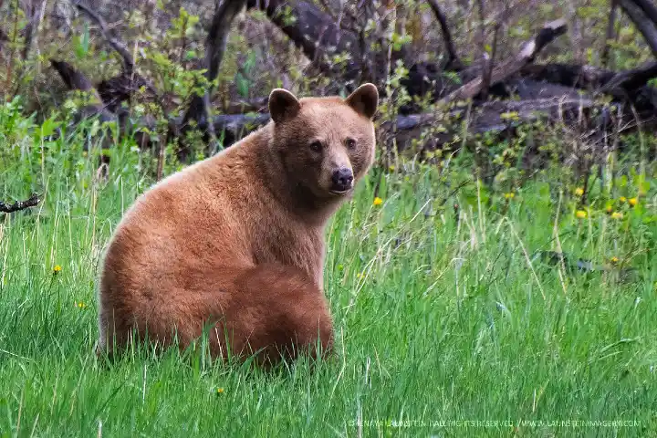 Scientists crack code that links black bears to their brown grizzly cousins