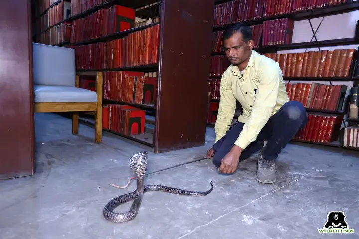 Deadly cobra triggers scare in Delhi’s Pusa Institute library