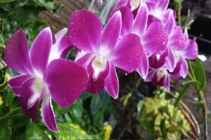 Odisha’s Orchid Centre to supply new flower varieties to farmers