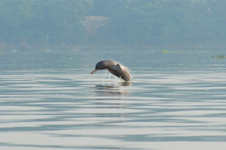 Dolphin viewing made easier in Karnataka’s Kali river