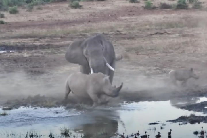 Watch: Deadly duel between mighty elephant and one-horned rhino