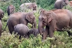Karnataka doubles compensation for deaths due to wild elephants