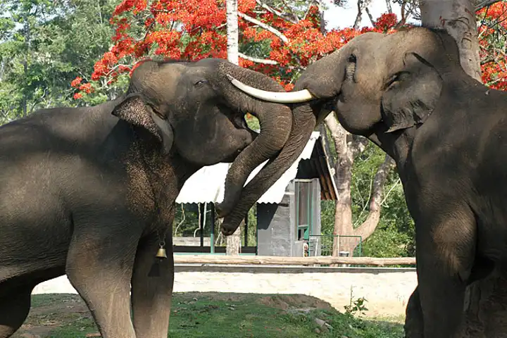 5 elephants from Karnataka moved to Madhya Pradesh to fight tiger menace