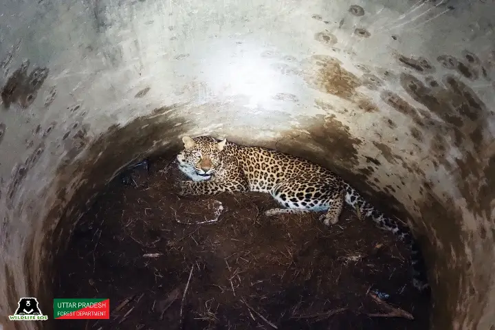 Uttar Pradesh’s Baghpat residents rescue stranded leopard from 20-foot-deep well