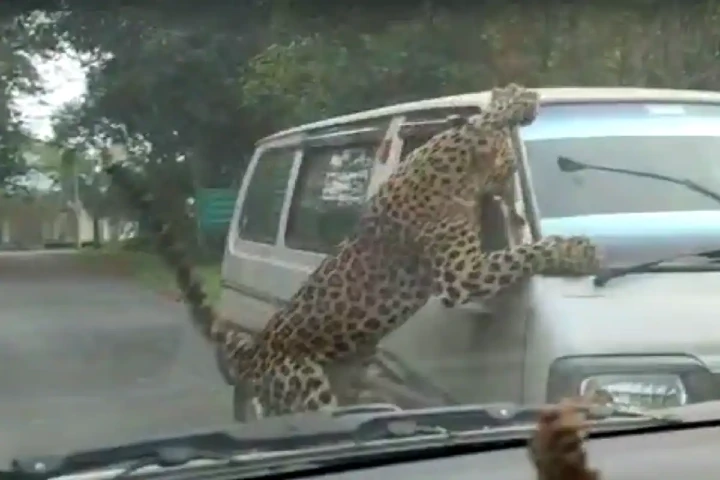 Watch: 15 injured as leopard attacks forest institute
