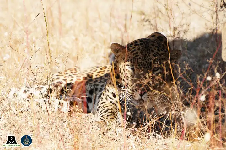 6-year-old leopard rescued near highway in Maharashtra