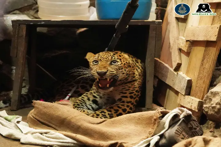 Leopard creates chaos in Pune chawl