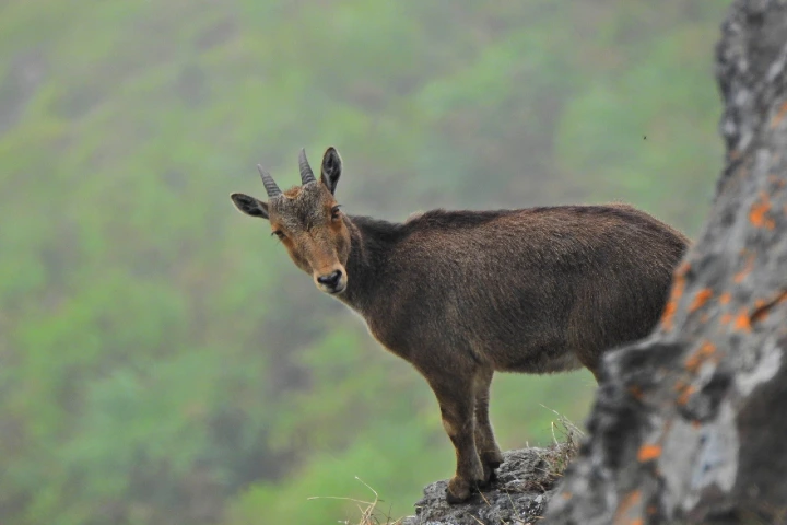 Tamil Nadu launches project to protect Nilgiri Tahr, its State Animal